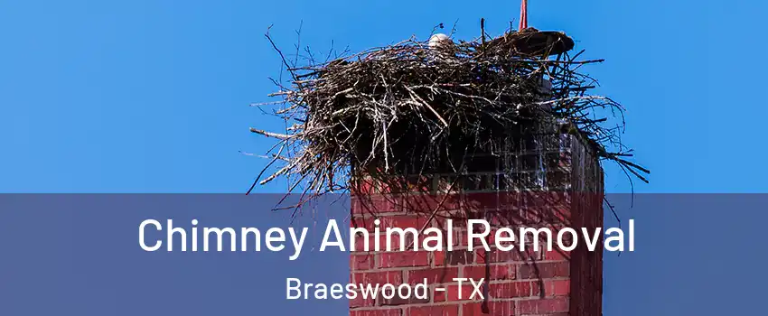 Chimney Animal Removal Braeswood - TX