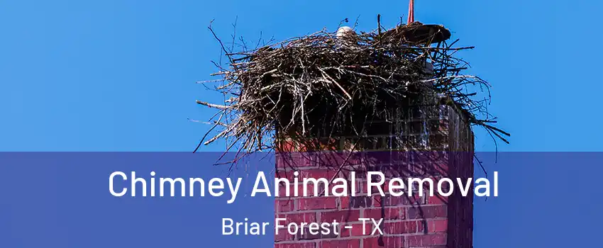 Chimney Animal Removal Briar Forest - TX