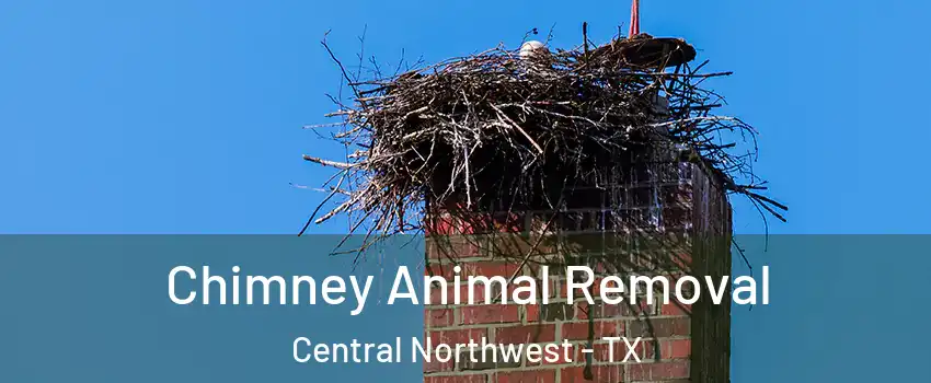 Chimney Animal Removal Central Northwest - TX
