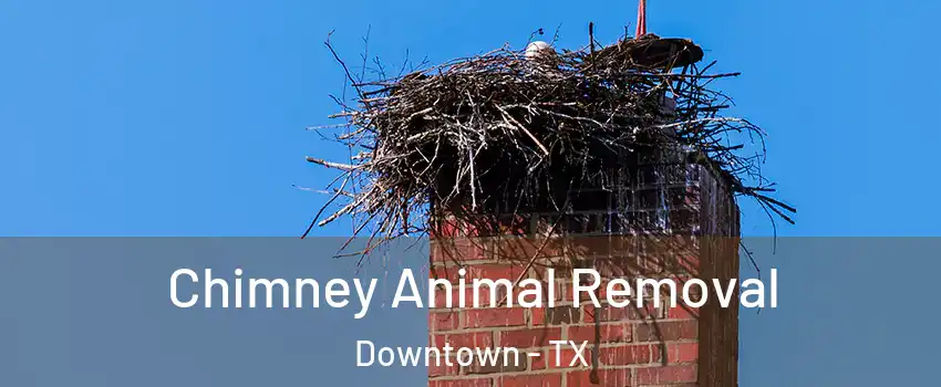Chimney Animal Removal Downtown - TX