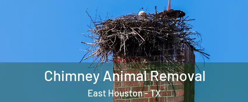 Chimney Animal Removal East Houston - TX