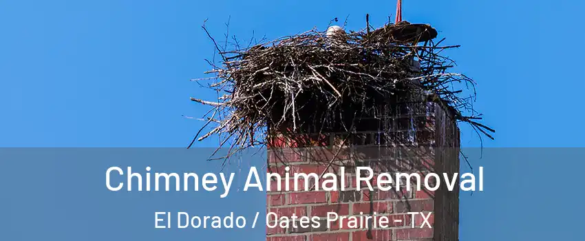 Chimney Animal Removal El Dorado / Oates Prairie - TX
