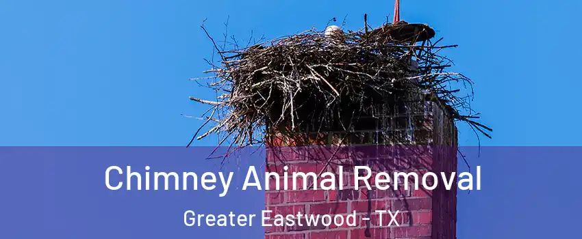Chimney Animal Removal Greater Eastwood - TX