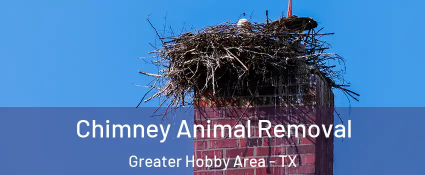 Chimney Animal Removal Greater Hobby Area - TX