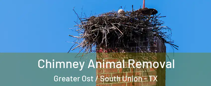 Chimney Animal Removal Greater Ost / South Union - TX