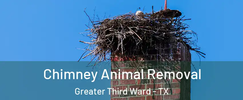 Chimney Animal Removal Greater Third Ward - TX