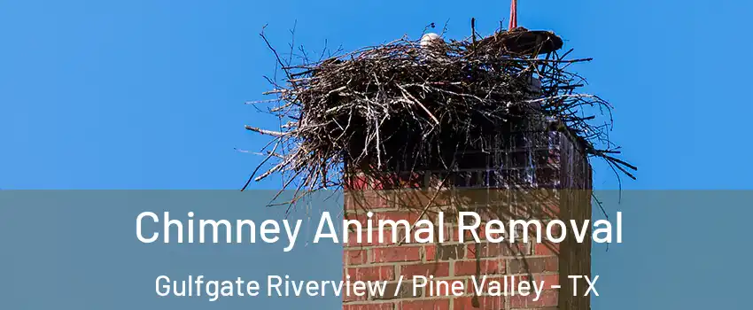 Chimney Animal Removal Gulfgate Riverview / Pine Valley - TX