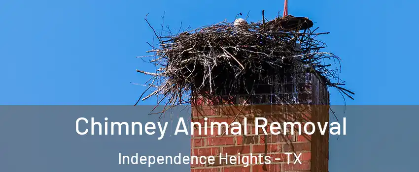 Chimney Animal Removal Independence Heights - TX