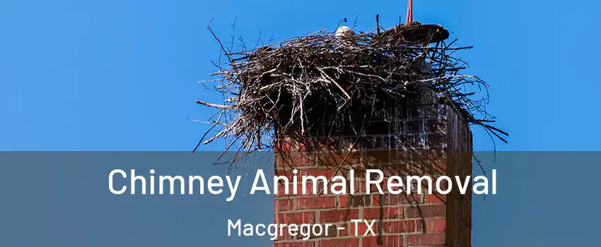 Chimney Animal Removal Macgregor - TX