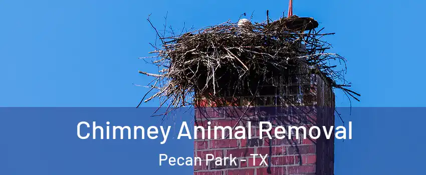 Chimney Animal Removal Pecan Park - TX