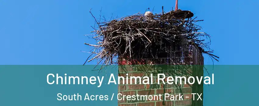 Chimney Animal Removal South Acres / Crestmont Park - TX
