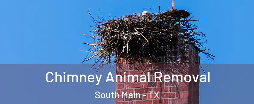 Chimney Animal Removal South Main - TX