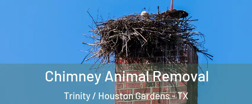 Chimney Animal Removal Trinity / Houston Gardens - TX